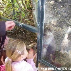 ZooParc de Beauval - Les loutres