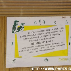 ZooParc de Beauval - Les manchots humbolts