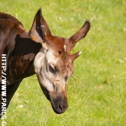 ZooParc de Beauval - Les okapis
