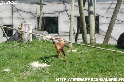 ZooParc de Beauval 002