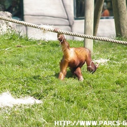 ZooParc de Beauval - Les oran outans
