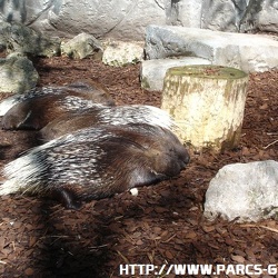 ZooParc de Beauval - Les porcs epics