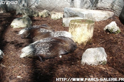 ZooParc de Beauval 001