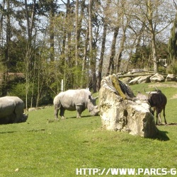 ZooParc de Beauval - Les rhinoceros