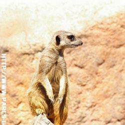 ZooParc de Beauval - Les suricates