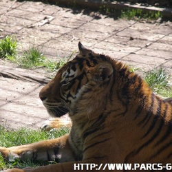 ZooParc de Beauval - Les tigres