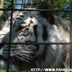 ZooParc de Beauval - Les tigres blancs