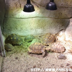 ZooParc de Beauval - Les tortues