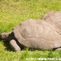 ZooParc de Beauval - Les tortues de terre