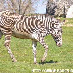 ZooParc de Beauval - Les zebres
