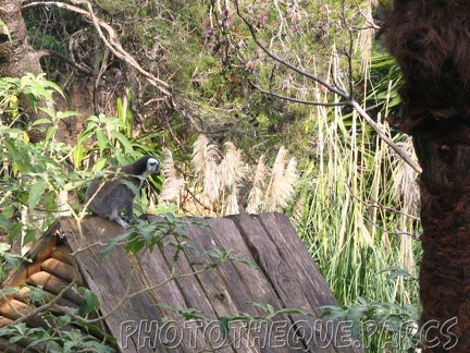 ZooParc - Saint Jean Cap Ferrat 008