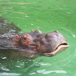 Zoo Amneville - hippopotames