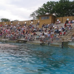 Zoo Amneville - La baie des lions de mers - le bassin