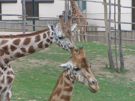 Zoo Amneville 008