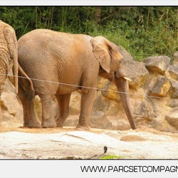 Zoo Amneville - Elephants