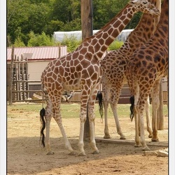 Zoo Amneville - Girafes