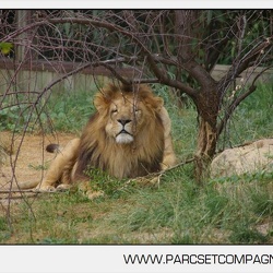 Zoo Amneville - Lions