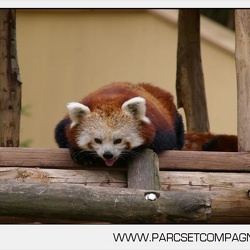 Zoo Amneville - Panda roux