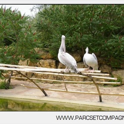 Zoo Amneville - Pelicans