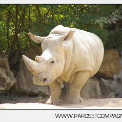 Zoo Amneville - Rhinoceros