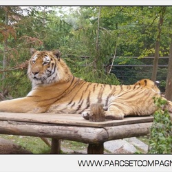Zoo Amneville - Tigres