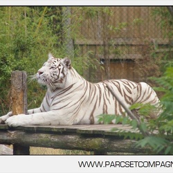 Zoo Amneville - Tigres blancs