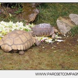 Zoo Amneville - Tortues