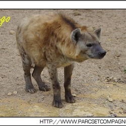 Zoo Amneville - Hyenes