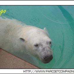 Zoo Amneville - Ours polaires