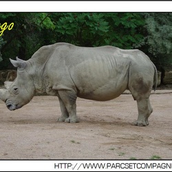 Zoo Amneville - Rhinoceros blancs