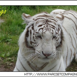 Zoo Amneville - Tigres blancs