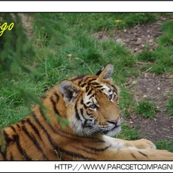 Zoo Amneville - tigres de siberie