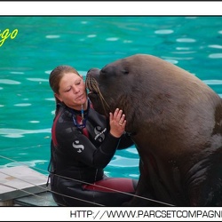 Zoo Amneville - Spectacle - Otaries - 18h00