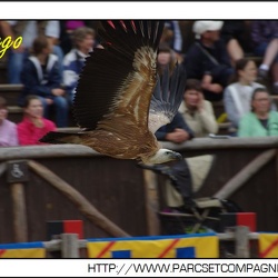 Zoo Amneville - Spectacle - Rapaces