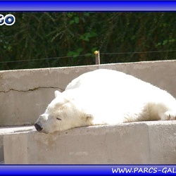 Zoo Mulhouse - ours blancs