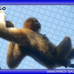 Zoo Mulhouse - singes et lemuriens