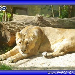 Zoo Mulhouse - tigres et lions