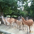 Zoo de Vincenne 014