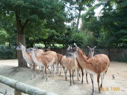 Zoo de Vincenne 014