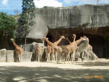 Zoo de Vincenne 017