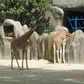 Zoo de Vincenne 018
