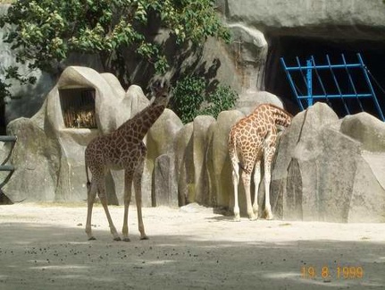 Zoo de Vincenne 018
