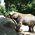 Zoo de Vincenne 020