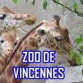 zoo-vincennes