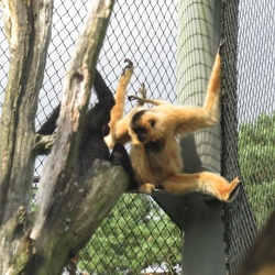 PRIMATES-GIBBONS