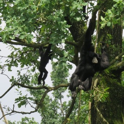 PRIMATES-SIAMANGS