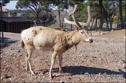zoo frejus - Artiodactyles - Cerf du pere david - 010