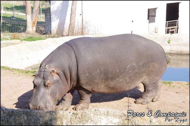 zoo_frejus_-_Artiodactyles_-_Hippopotame_-_011.jpg