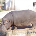 zoo frejus - Artiodactyles - Hippopotame - 011
