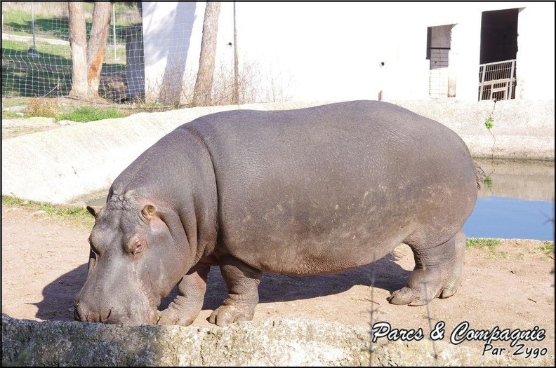 zoo_frejus_-_Artiodactyles_-_Hippopotame_-_012.jpg